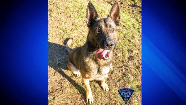 State police: K9 sniffs out kilo of cocaine after trooper stops speeding driver on Mass. Pike
