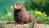 Two Massachusetts individuals have been arrested after releasing 200 minks from Pennsylvania farm