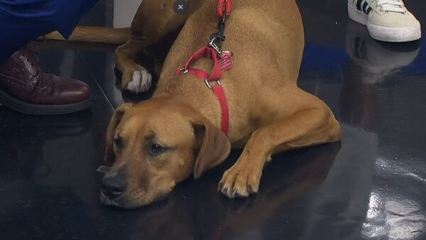 Furever Friday: Lab Mix Selah looking for a new home