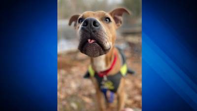 Revere dog who was chained up on Short Beach gets second shot at life