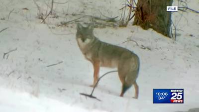 Wildlife group concerned over Nahant’s plan to cull coyote population