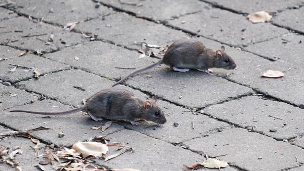 Is a ‘rat czar’ needed in Boston? One city councilor certainly thinks so