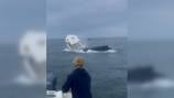 Frightening moment caught on camera: Massive breaching whale capsizes boat off New Hampshire