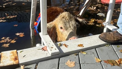 Photos: Police rescue calf from chilly New Hampshire swimming pool