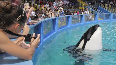 Florida aquarium plans to return Lolita the orca to native waters after 52 years