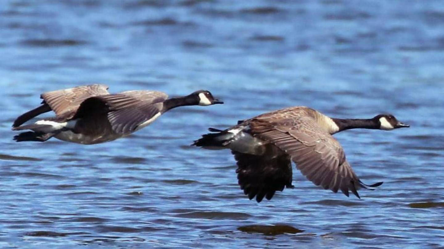动物卫生官员警告：鸟类流感在马萨诸塞州检测到