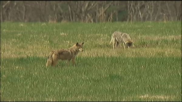 Dartmouth woman afraid to leave home after being attacked by coyote in broad daylight