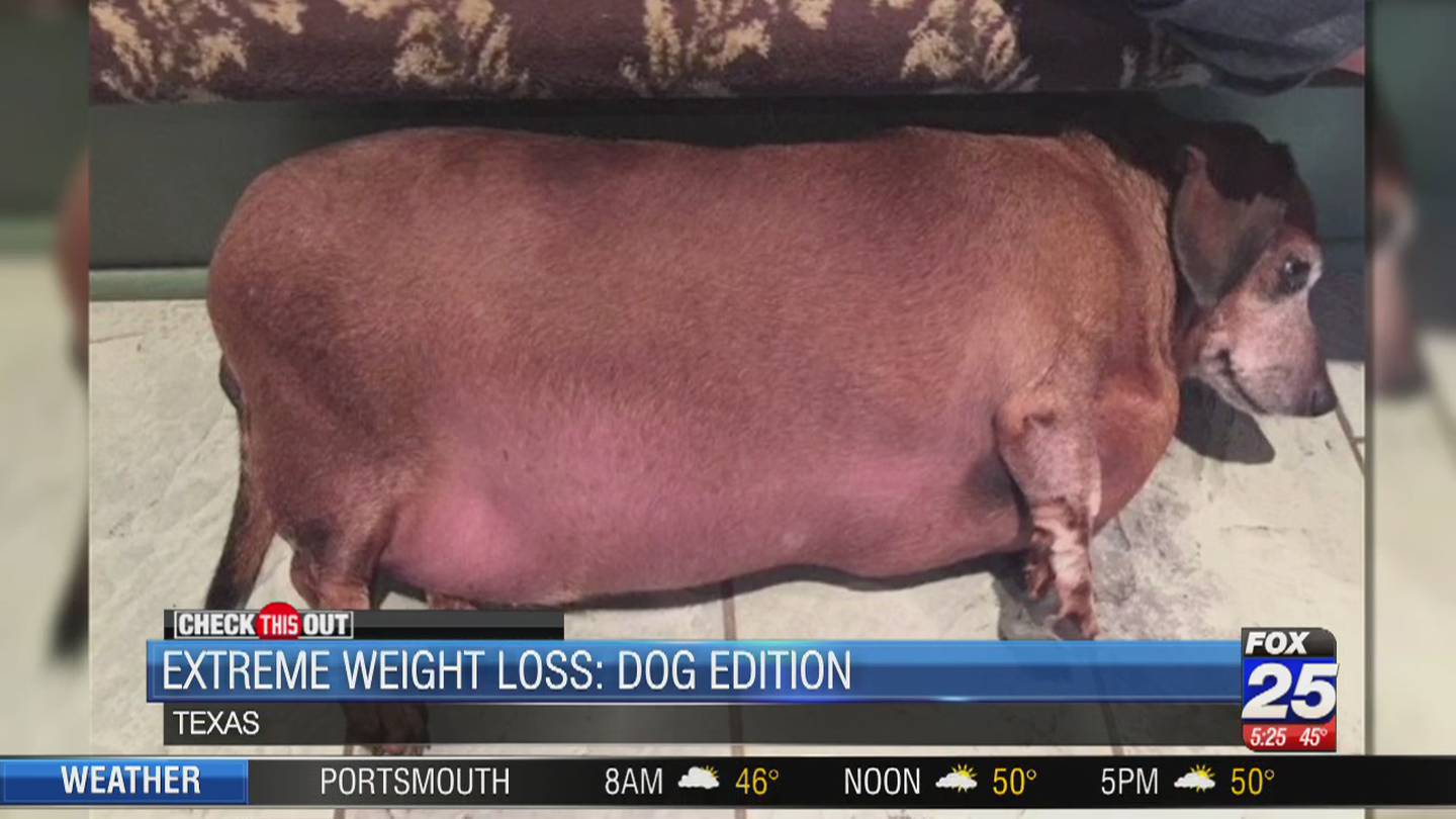 Must-see: 'Fat Vincent' the dog loses half his body weight – Boston 25 News