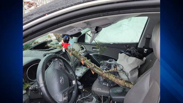Car windshield impaled by branch during NH winter storm, no injuries reported