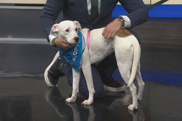 Furever Friday: 10-month old Darla looking for a forever home