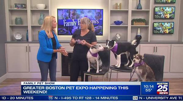 Dogs from the Greater Boston Pet Expo stop by Boston 25 News Station ahead of event this weekend