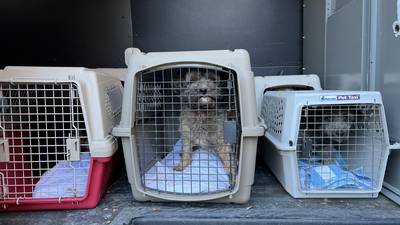 17 dogs ‘covered in filth’, 6 horses among pets removed from condemned home in Middleboro 