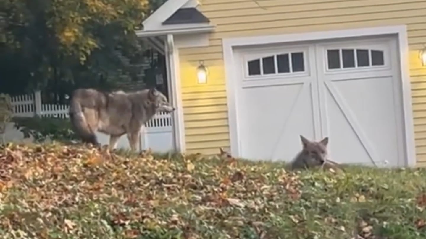 波士顿地区越来越常见的大灰狼，而且它们似乎越来越大了