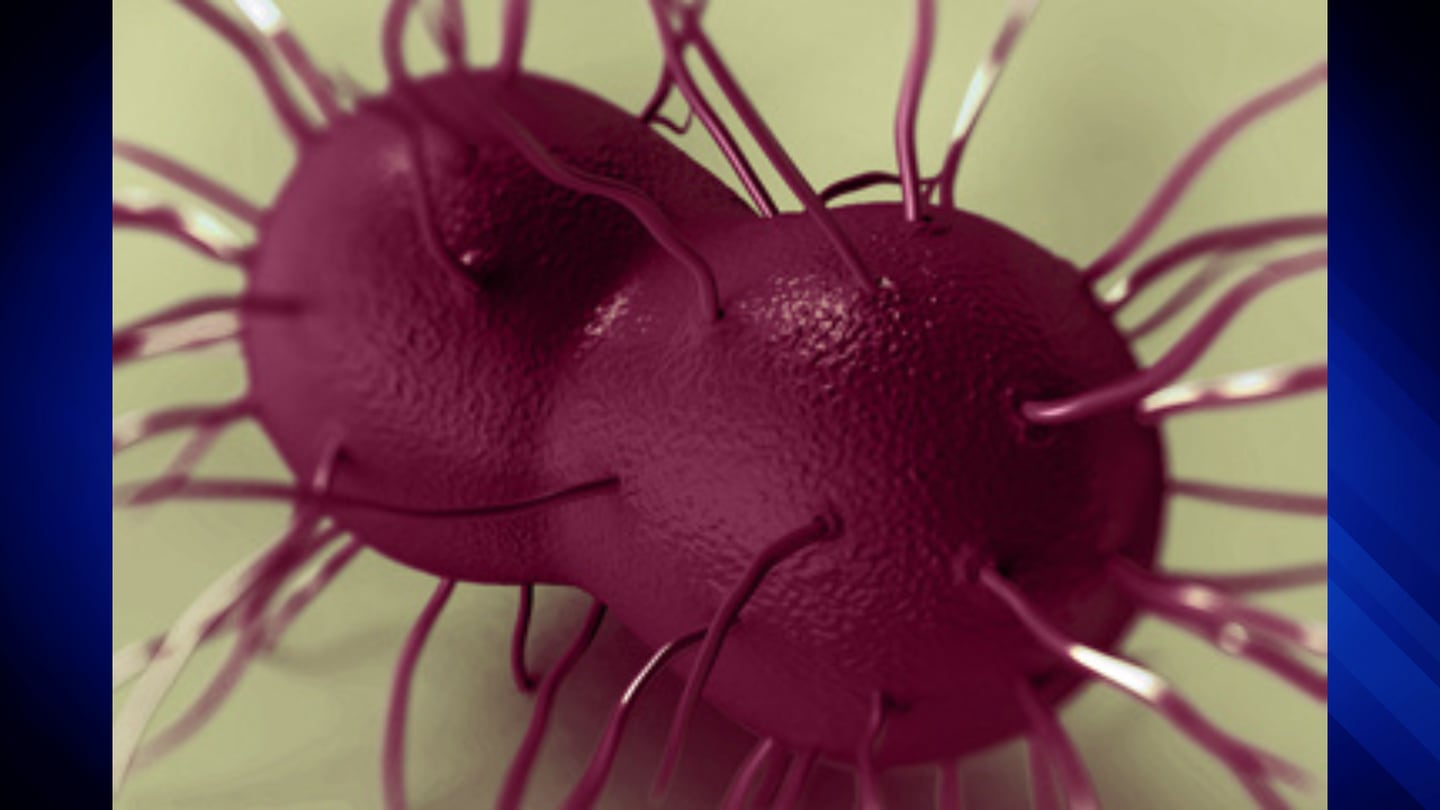 马萨诸塞州卫生官员宣布首例新型淋病菌株 – Boston 25 News