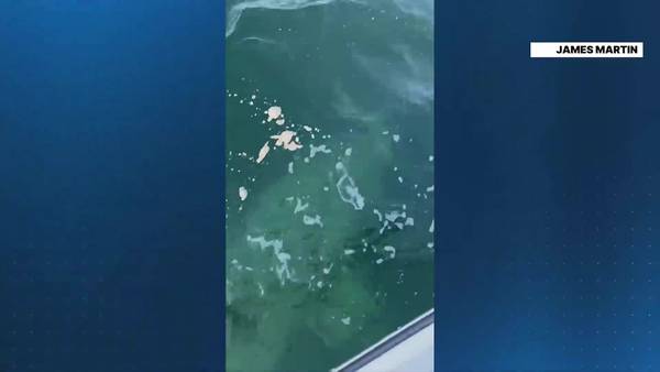 WATCH: Basking shark surprises boaters off the coast of Gloucester