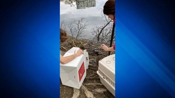 Family of geese rescued from Brookline rooftop
