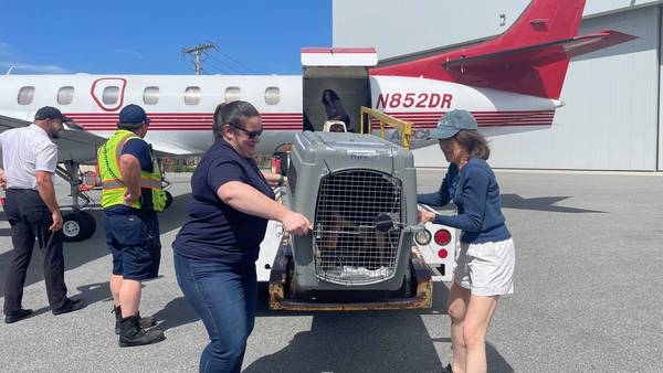 ‘Crisis’: More than three dozen homeless dogs arrive in Massachusetts from Texas, MSPCA says