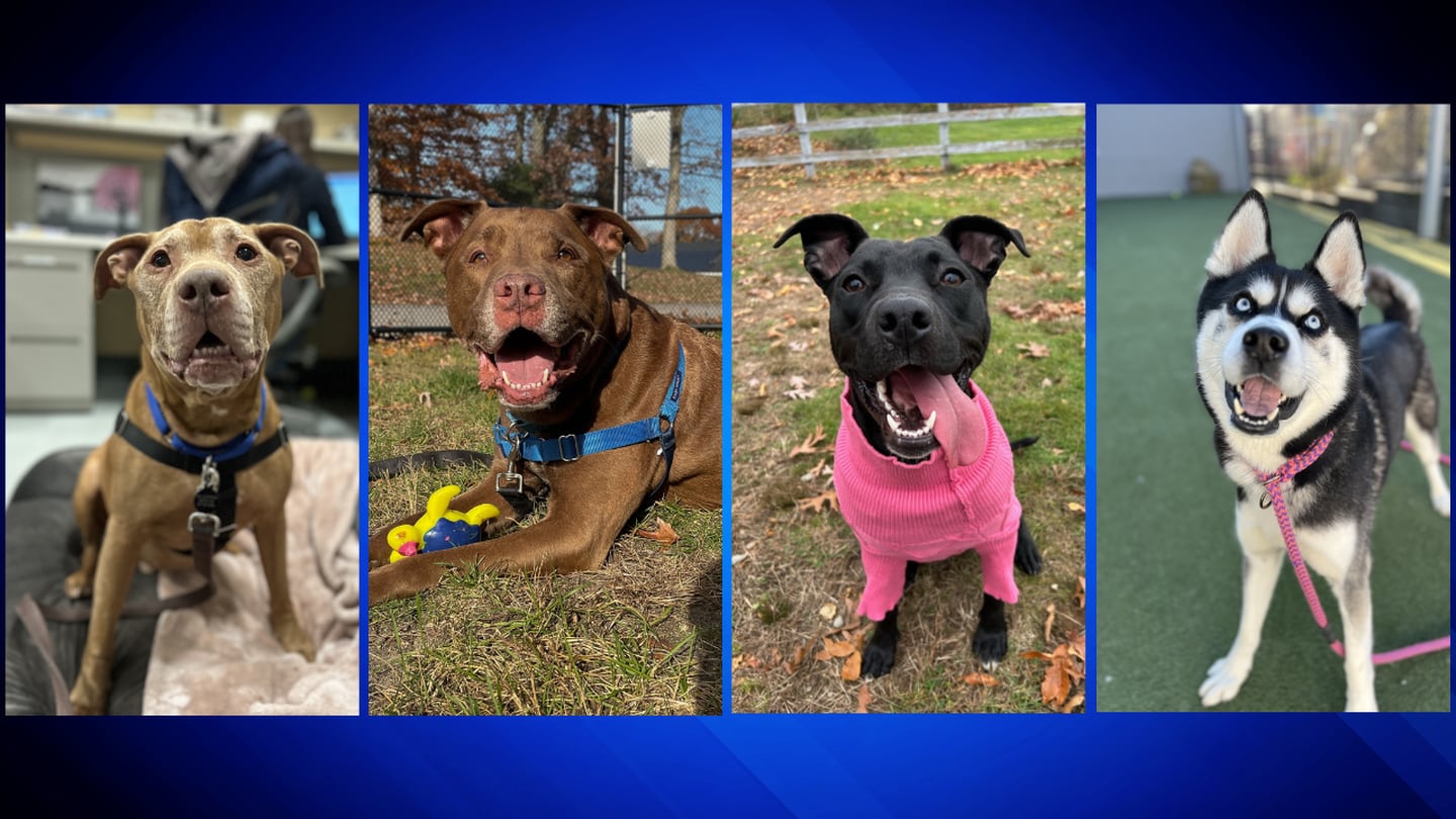 MSPCA-Angell holding fee waived adoptathon for adult dogs