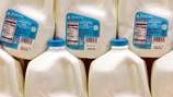 Bird flu virus remnants found in grocery milk; FDA says supply still safe