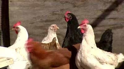 Health officials warn of bird flu detection in Essex County