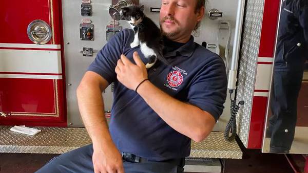 Storm the kitten rescued by Raynham first responders
