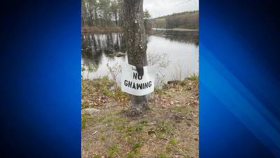 Public’s help sought after beaver tail found nailed to Sterling tree