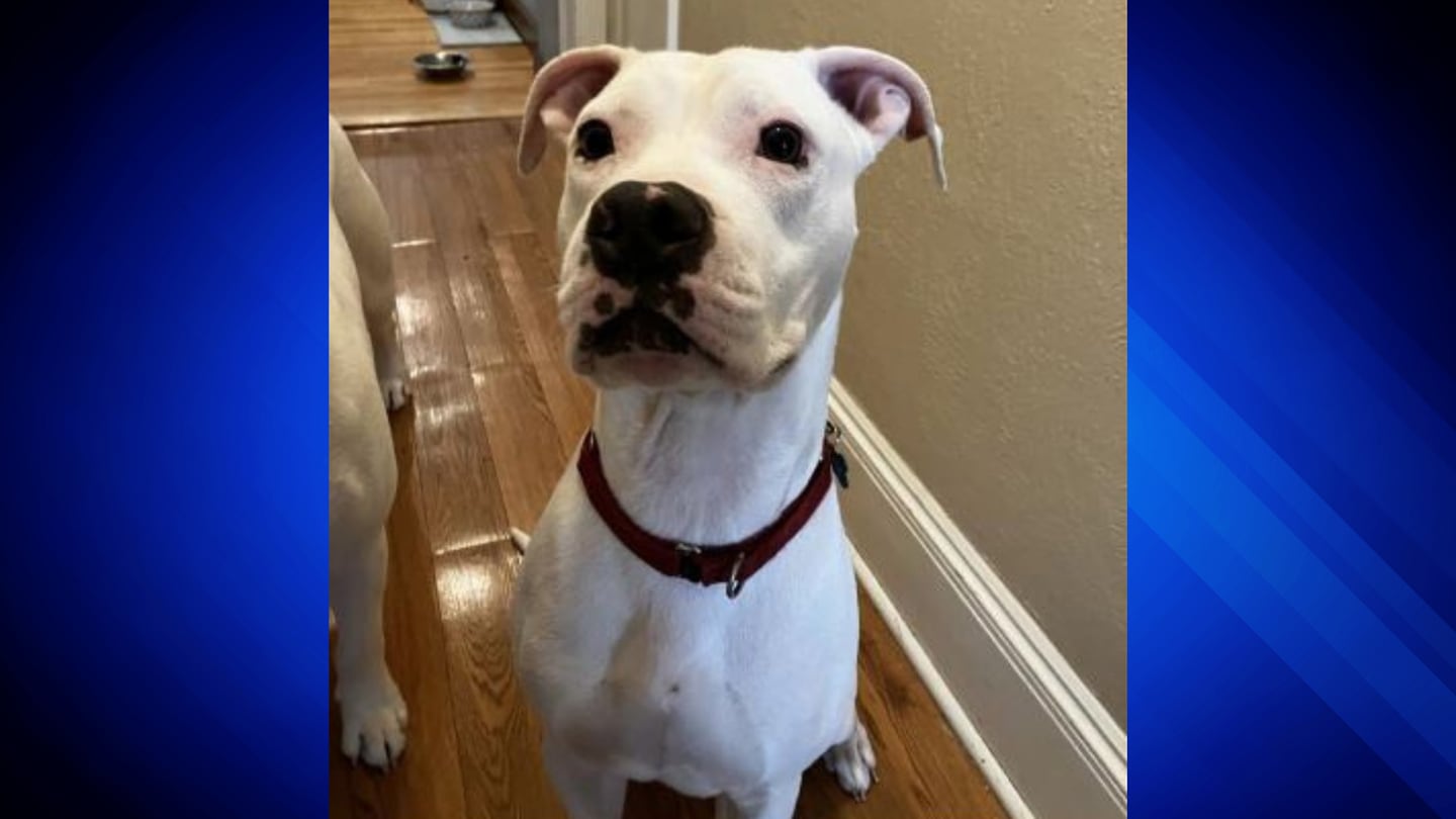 波士顿拯救了一只曾经憔悴的狗狗，现在恢复健康了，准备找一个温暖的家度过节日，ARL说。