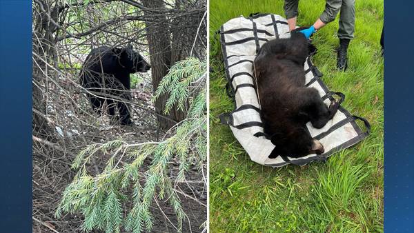 Troopers tranquilize wayward bear from Worcester roadway