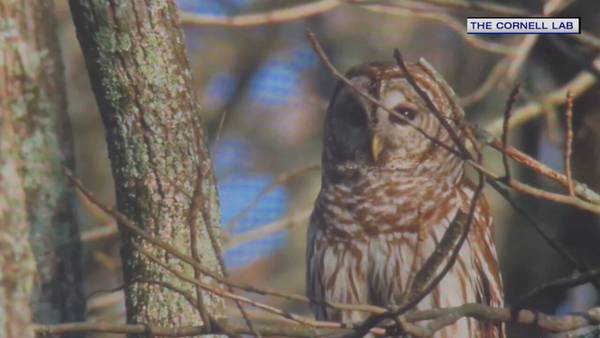 Barred owls protecting their turf in Cambridge prompts warning to residents 