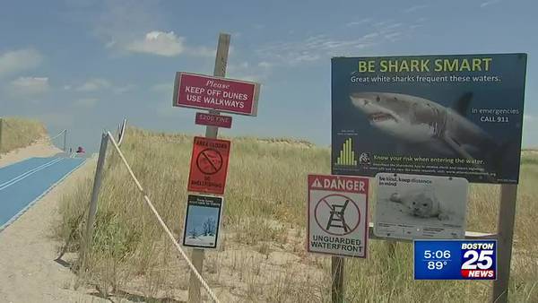 Is shark activity becoming a Cape tourism attraction?