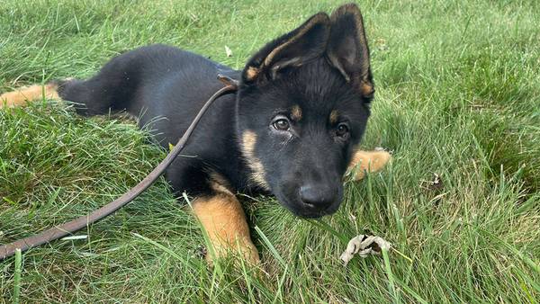 North Carolina sheriff’s office trims name contenders for new K-9 puppy to 9; voting ends Monday