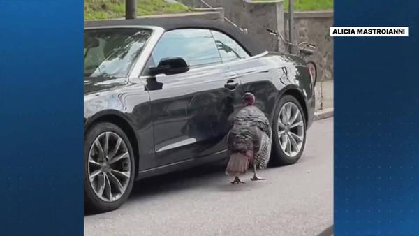 Viral video shows turkey angrily attacking Boston woman’s car