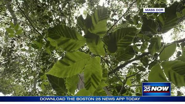 New disease threatening historic trees across Massachusetts