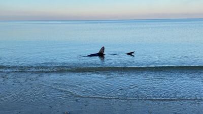 Photos: Family walking dog finds shark close to Cape Cod beach