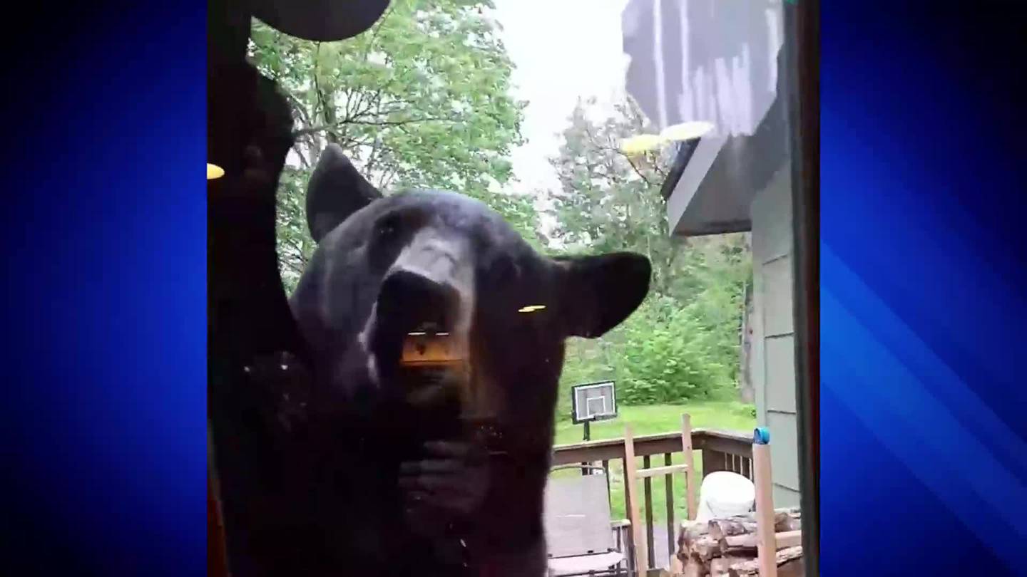 Caught on camera: Black bear seen feasting on bird feeder on deck of Massachusetts home