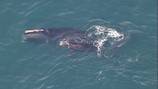 Boaters urged to use caution after mother right whale, calf spotted in Cape Cod Bay