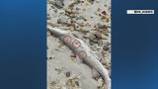 Shark stabbed, left for dead on Massachusetts beach, scientist says