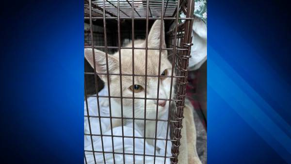 Health officials report positive rabies case in Dorchester cat
