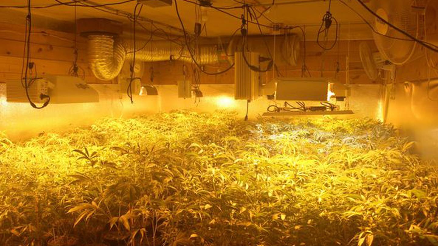 警长：缴获了数千株大麻植物并查明其所有人为马萨诸塞州居民