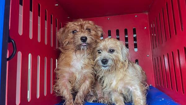 23 small dogs surrendered to Massachusetts animal shelter, officials seek help from community