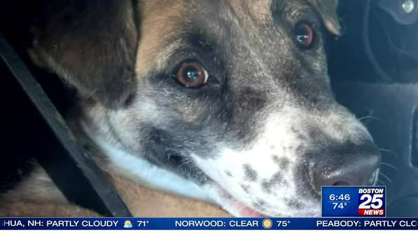 Dog stuck under brake pedal rescued by fire department at Cape Cod beach