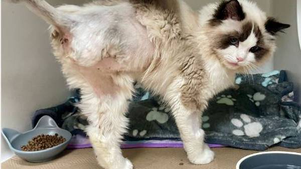 Winter, a Ragdoll cat, has emergency amputation surgery