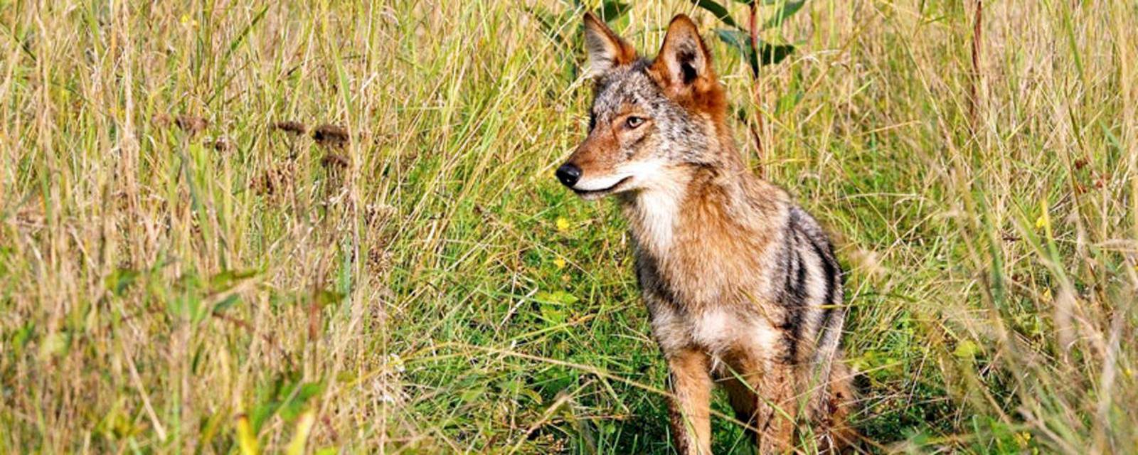 Officials Warn Cape Cod Residents Of Coyote Sightings Boston 25 News