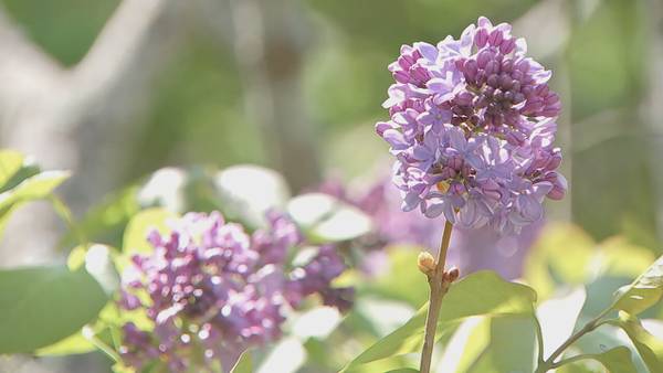 Lilac Sunday at The Arnold Arboretum 