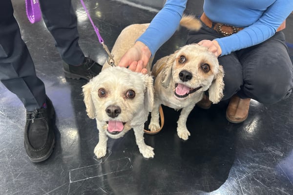 Furever Friday: 6-year old Astro and Papi looking for their forever homes 