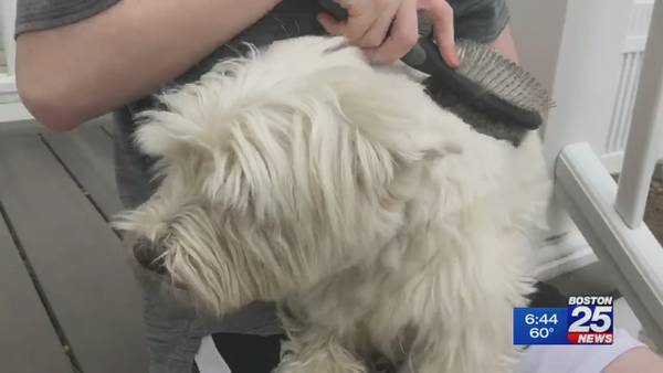 Some pet groomers petitioning state to reopen