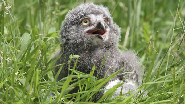 Baby snowy owls hatch, make history at Ohio’s Akron Zoo
