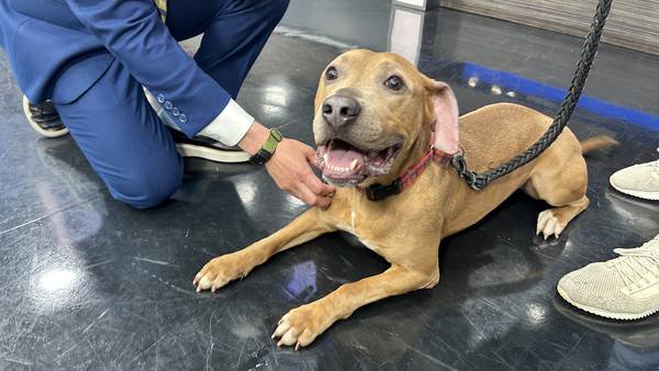 Furever Friday: Pit-mix Pez looking for a forever home 