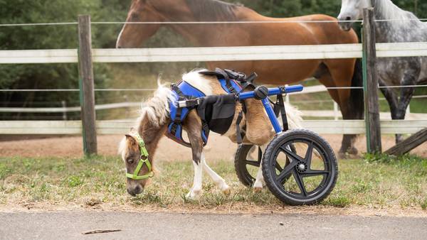 New wheelchair offers disabled miniature horse mobility