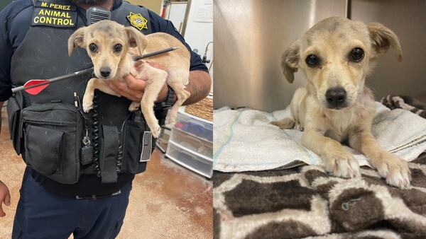 Chihuahua puppy miraculously survives after being shot with an arrow in her neck in California